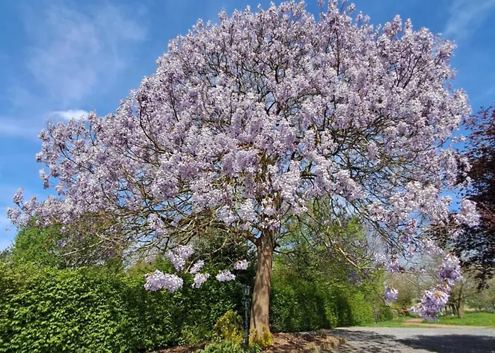 Lodge Uit De Kunst Appel *